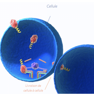BOLCA+ Intensive Care Solution 2ml – Image 3
